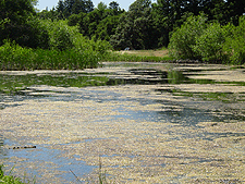 Bullfrog Pond