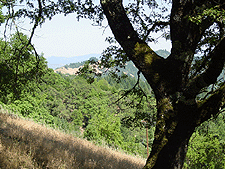 Oak tree along the trail.