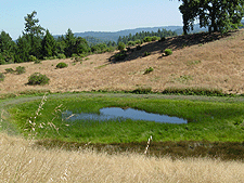 Smaller Pond