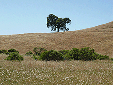 A lone tree on the hillside...