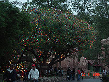 Christmas lights in the big Oak tree