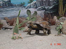 A big turtle display.