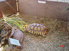Big turtle in the reptile exhibit.