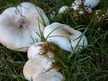 mushrooms on the lawn