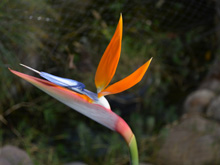 The Bird of Paradise is just blooming now.
