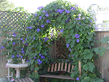 Morning Glories taking over!