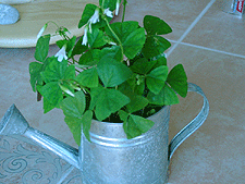 Lucky 4-leaf clover!