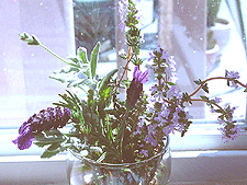 Mini herb and lavender boquet.