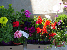 Flowers to plant in the front yard.