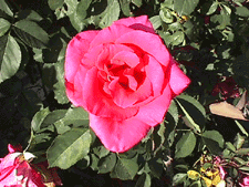 Bright pink rose.