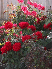 Even more roses!