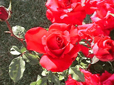 Very red roses!