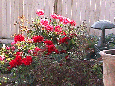More roses!