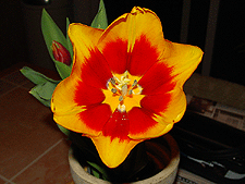 Fiery tulip in full bloom.