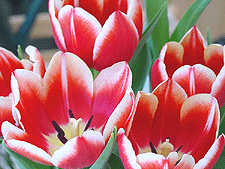 Tulips opening...