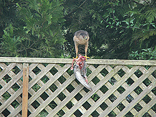 Hawk eating a pigeon