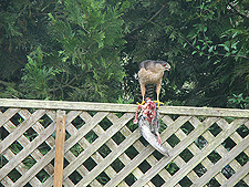 Hawk eating a pigeon