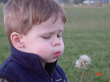 Hunter trying to blow away a Dandelion.