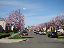 Beautiful blossom-lined streets.