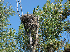 A huge nest