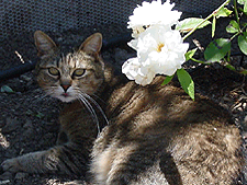 Allie enjoying the shade under the roses.