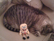 Lily naps with Spongebob