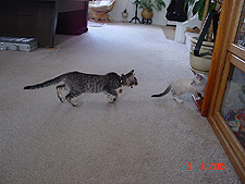 Baby Allie chasing Lily