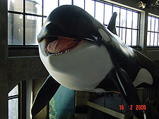 Whale in the aquarium