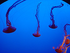 Another variety of jellyfish