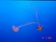 ...and another variety of jellyfish