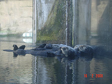 Three otters relaxing