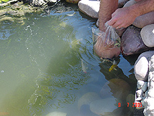 Dave releasing the koi.
