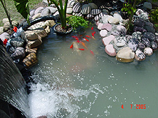 Pond with fish.