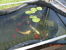 Some of the fish in temporary pond.