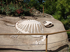 fossil replica