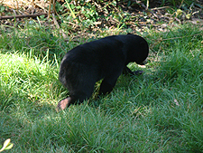 Baby black bear