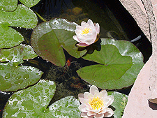 Blooming water lillies.