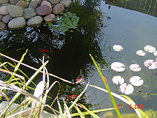 Pond, May 2006