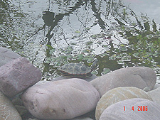 Turtle, April 2006