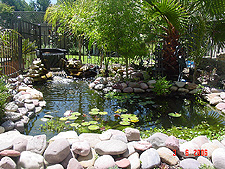 Pond, June 2006