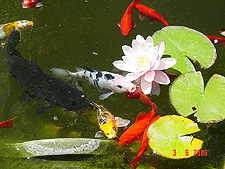 Fish and water lillies.