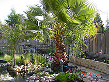 Big palm tree
