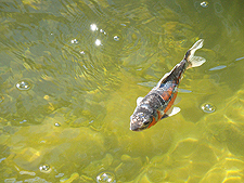 fish, July 2010