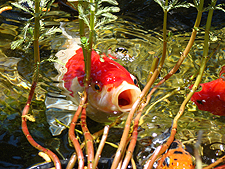 Fish, July 2010