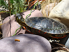 New turtle, July 2010