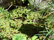 A turtle peeking through the fairy moss.