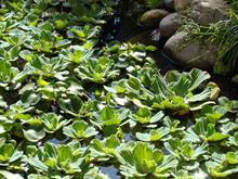 Hyacinth and water lettuce, November