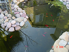 Pond and just a few of the fish...
