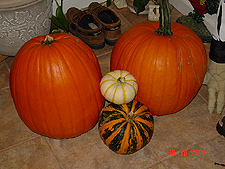 Pumpkins from the pumpkin patch.