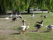 ducks & geese